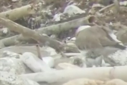 Si schiudono le uova del fratino a San Giorgio