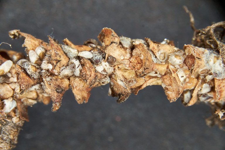 Rametto infestato da Gomezmenoraspis pinicola