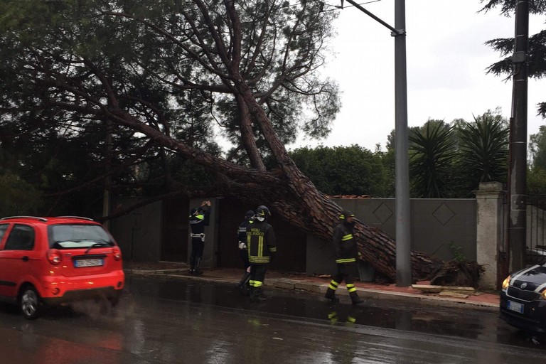 Un albero caduto