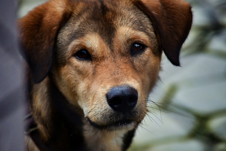 Cane