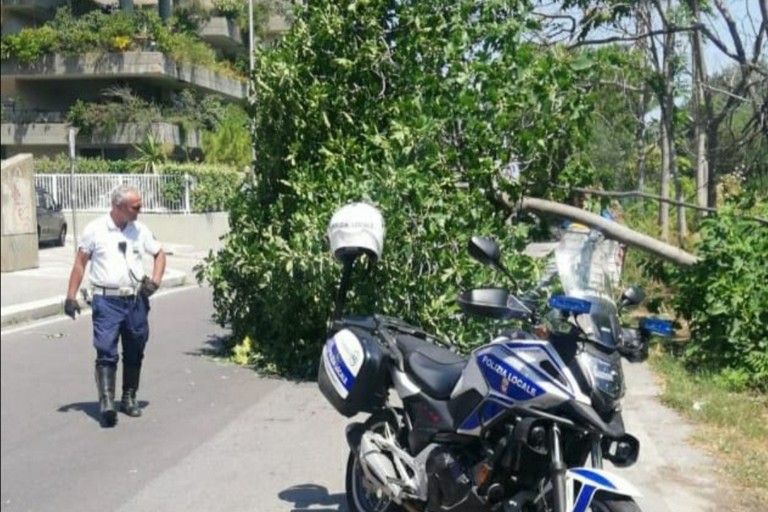 Albero caduto via Marzano
