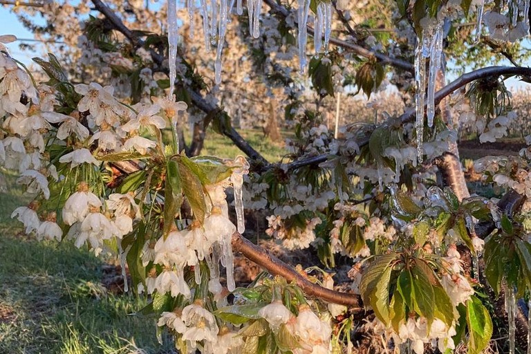 Stalattiti di ghiacchio su ciliegi in fiore in Puglia