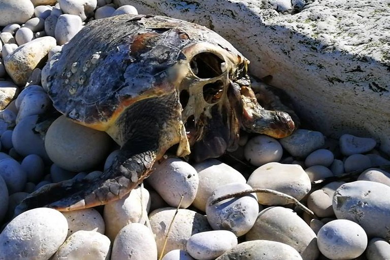 tartarughe decapitata