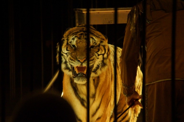 Tiger Panthera tigris