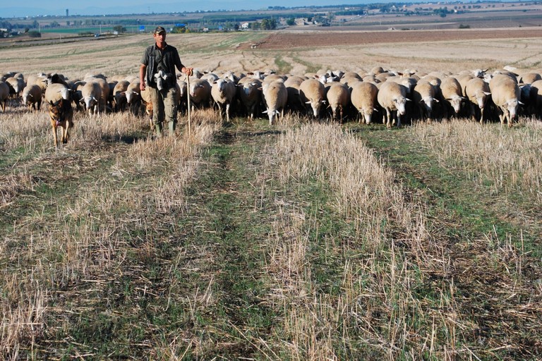 Tratturo di Foggia Campolato