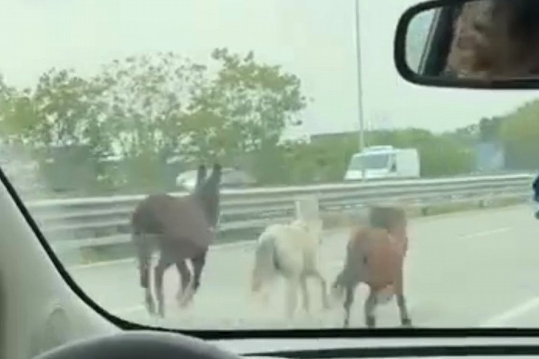 Tre pony e un asino in fuga