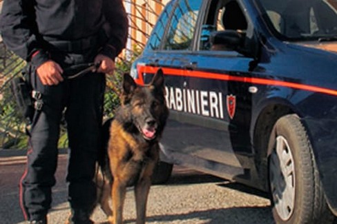 cane carabiniere